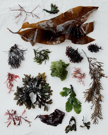 A cover of "hav" cluster. The owner is 5arara. The cluster consists of 4 elements.