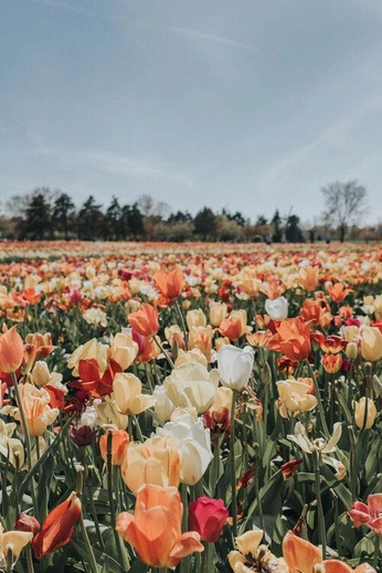 A cover of "Springtime" cluster. The owner is cassartcass. The cluster consists of 8 elements.