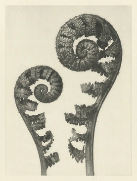 Karl Blossfeldt’s Urformen der Kunst (1928)