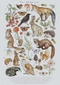 Cover of Animals cluster