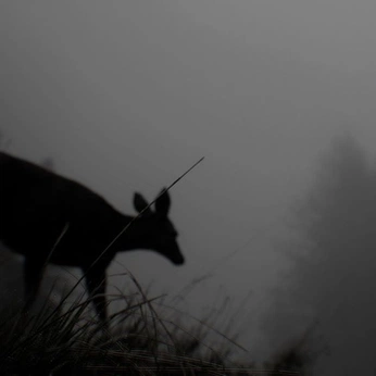 A cover of "ICX1" cluster. The owner is louisemota. The cluster consists of 2 elements.