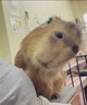 mrcapy