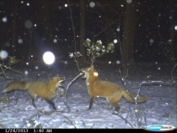 A cover of "dungeon" cluster. The owner is yewberries. The cluster consists of 109 elements.