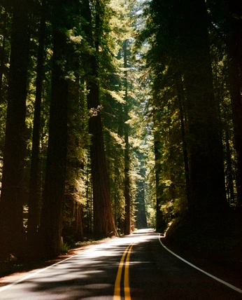 A cover of "Redwood Wedding Vibe" cluster. The owner is hannamouse. The cluster consists of 6 elements.