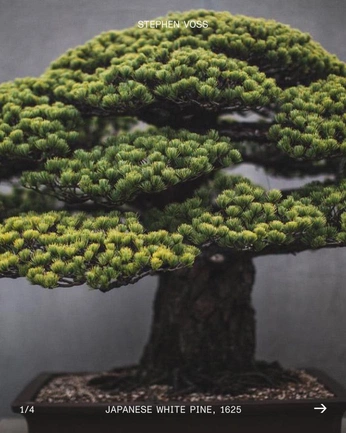 A cover of "Botany" cluster. The owner is dudewtf. The cluster consists of 10 elements.