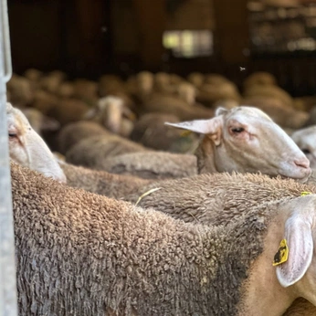 A cover of "charlotte" cluster. The owner is fastchacha. The cluster consists of 25 elements.