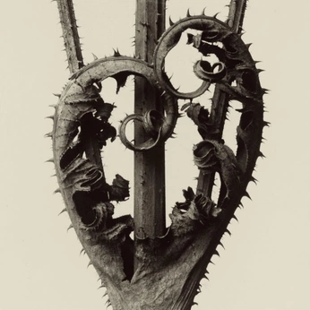 A cover of "CONCEPTO" cluster. The owner is danicaracheo. The cluster consists of 21 elements.