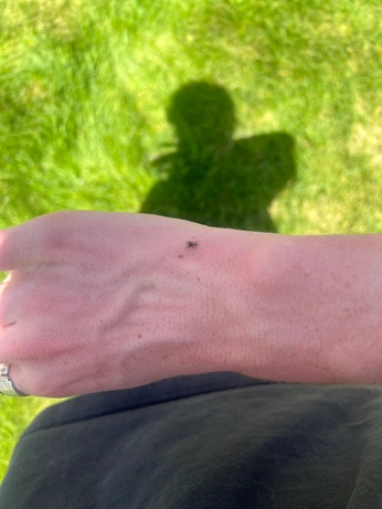 A cover of "Arachno-PHORIA" cluster. The owner is arjay.graves. The cluster consists of 42 elements.