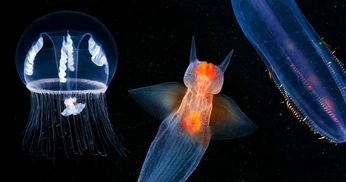 A cover of "BIODIVERSITY" cluster. The owner is jinxyy. The cluster consists of 5 elements.