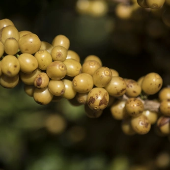 A cover of "Imagenes Revista" cluster. The owner is phobos. The cluster consists of 88 elements.