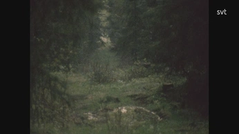 A cover of "Forest" cluster. The owner is cleme. The cluster consists of 66 elements.