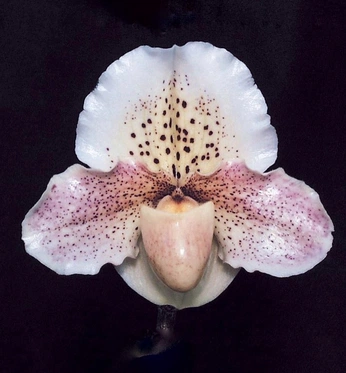 A cover of "florals" cluster. The owner is lovleangelique. The cluster consists of 27 elements.