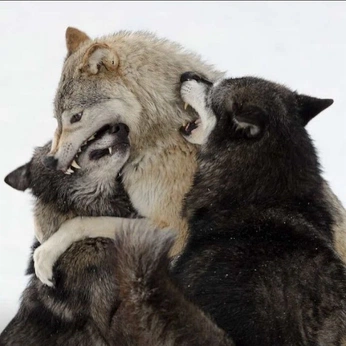 A cover of "hard pics" cluster. The owner is hayescadogan. The cluster consists of 1 element.