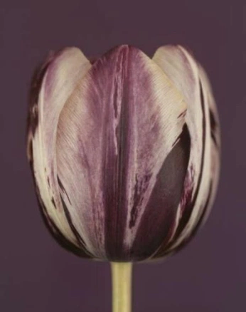 A cover of "flowers" cluster. The owner is celestialdew. The cluster consists of 7 elements.