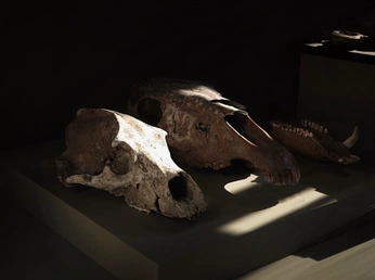 A cover of "zoologist" cluster. The owner is canid. The cluster consists of 4 elements.