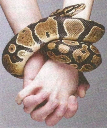 A cover of "love notes" cluster. The owner is onbalance. The cluster consists of 85 elements.