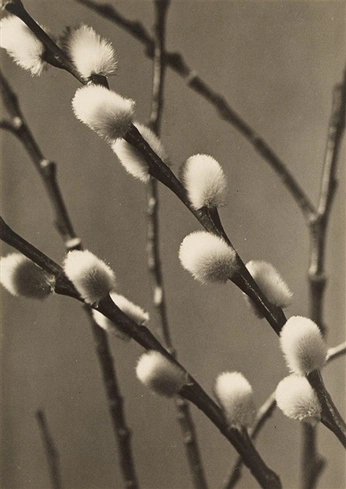 A cover of "Spring" cluster. The owner is root.nastya. The cluster consists of 2 elements.