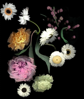 A cover of "stella catalogo spring" cluster. The owner is vikiblade. The cluster consists of 10 elements.