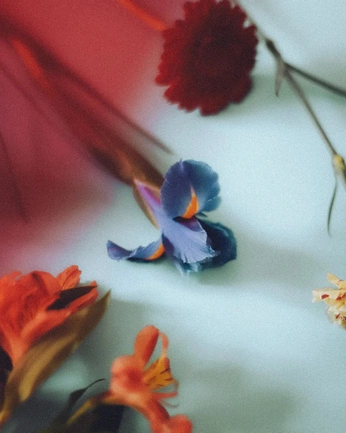 A cover of "Flowers" cluster. The owner is enora. The cluster consists of 2 elements.