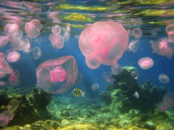 A cover of "naturaleza" cluster. The owner is michaestudio. The cluster consists of 43 elements.