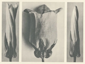 Karl Blossfeldt’s Urformen der Kunst (1928)