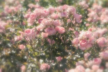 A cover of "Nature 🌼🌻" cluster. The owner is angelblush. The cluster consists of 74 elements.