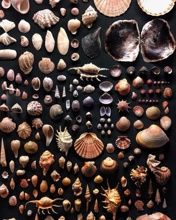 A cover of "Shel" cluster. The owner is shelbsivey. The cluster consists of 28 elements.