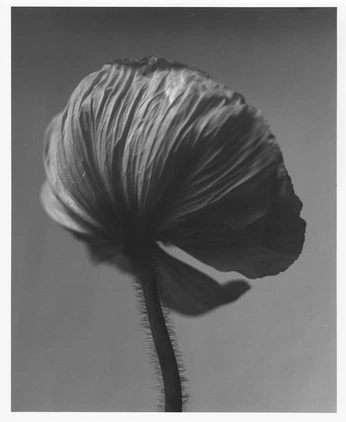 A cover of "Hi" cluster. The owner is emtiey. The cluster consists of 7 elements.