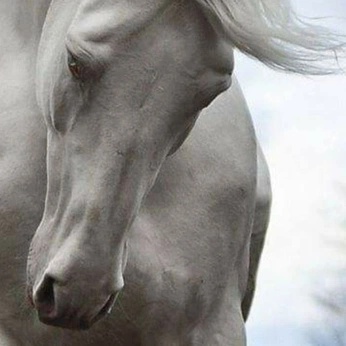 A cover of "Archive" cluster. The owner is p4ige. The cluster consists of 52 elements.