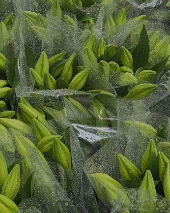 A cover of "Pura naturaleza" cluster. The owner is whoischabola. The cluster consists of 3 elements.