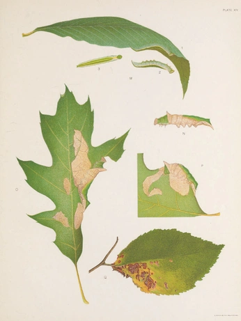 A cover of "cool" cluster. The owner is ransigur. The cluster consists of 1 element.