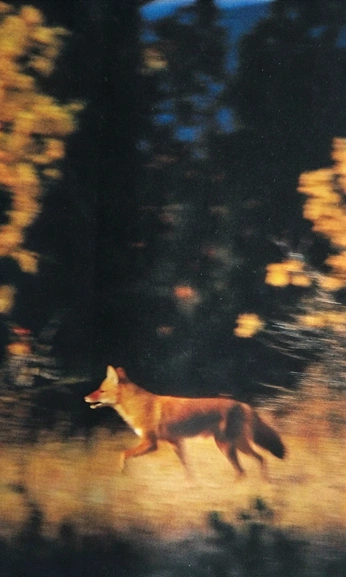 A cover of "buddy pal: sadie" cluster. The owner is kiieyla. The cluster consists of 6 elements.