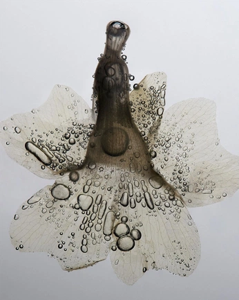 A cover of "Nails" cluster. The owner is pinnter. The cluster consists of 38 elements.