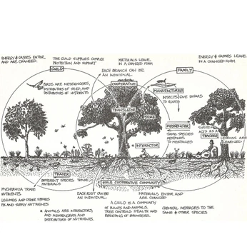 A cover of "forests as medium" cluster. The owner is wagenaar. The cluster consists of 11 elements.