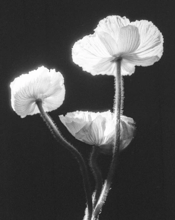 A cover of "mon.mb.3" cluster. The owner is lunerle. The cluster consists of 2 elements.