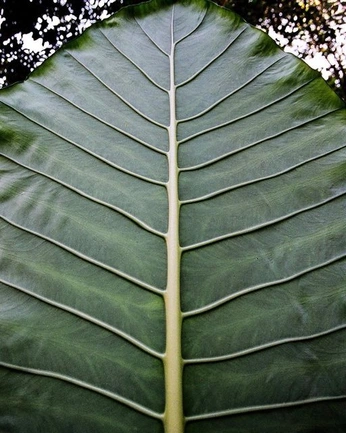 A cover of "in between - transitions" cluster. The owner is mistandbone. The cluster consists of 26 elements.