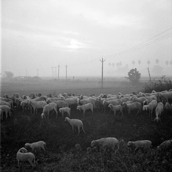 A cover of "SpAzVis" cluster. The owner is mmrzlife. The cluster consists of 194 elements.