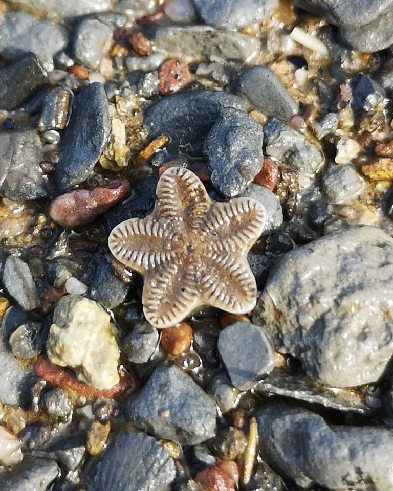 A Pentacrinites ossicle, a star-shaped fossil from the Jurassic period. Photo by Sean Rice.