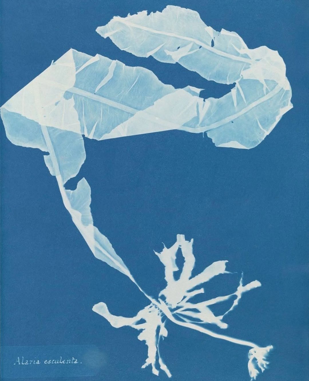 An Instagram carousel post added by ch1p666 on Mar 17, 2025. The author is @publicdomainrev.