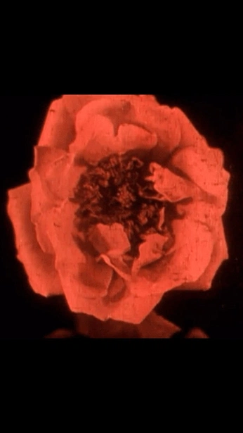 A cover of "bfFX" cluster. The owner is dualityisnature. The cluster consists of 116 elements.