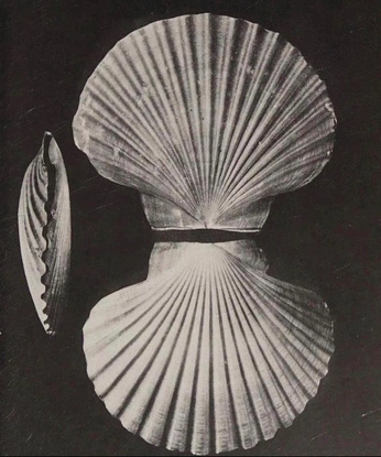 A cover of "IMMAGINI" cluster. The owner is chiara.t. The cluster consists of 25 elements.