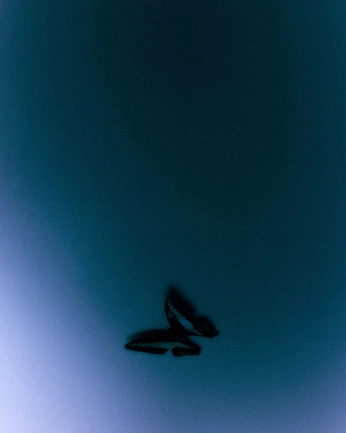 A cover of "inspiración/eterno" cluster. The owner is belensol. The cluster consists of 13 elements.