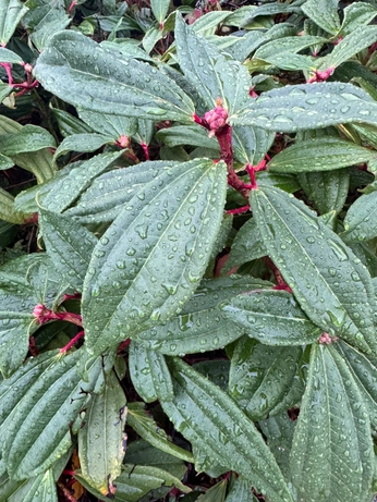 A cover of "Day 1" cluster. The owner is annemarieh. The cluster consists of 9 elements.