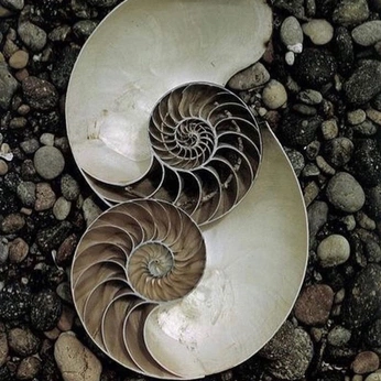 A cover of "✦ element ✦" cluster. The owner is lunarosexx. The cluster consists of 38 elements.