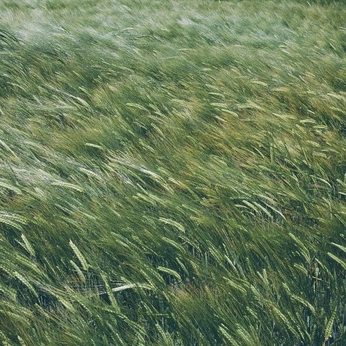 A cover of "Canvas" cluster. The owner is sumfiji. The cluster consists of 174 elements.