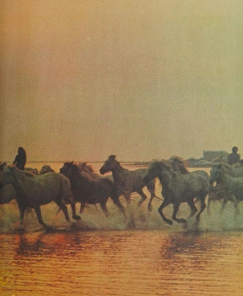 A cover of "nature" cluster. The owner is karimk. The cluster consists of 1 element.