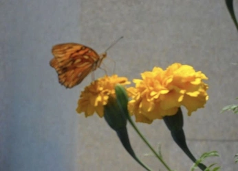 A cover of "Aesthetic" cluster. The owner is allison87. The cluster consists of 2 elements.