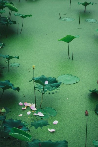 A cover of "Nature" cluster. The owner is indigodiasol. The cluster consists of 8 elements.