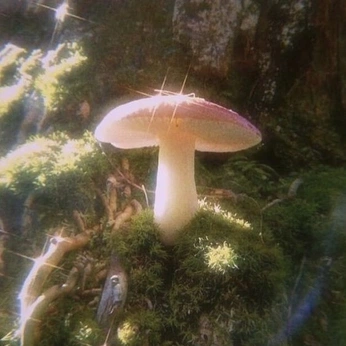 A cover of "lumi" cluster. The owner is rosearcs. The cluster consists of 4 elements.