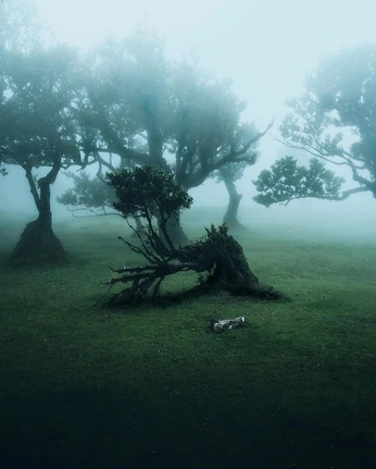 A cover of "大自然" cluster. The owner is avenxu. The cluster consists of 17 elements.